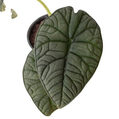 Alocasia - Melo Green Memento