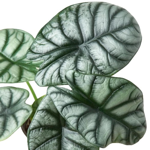 Alocasia - Silver Dragon (Copy) Green Memento