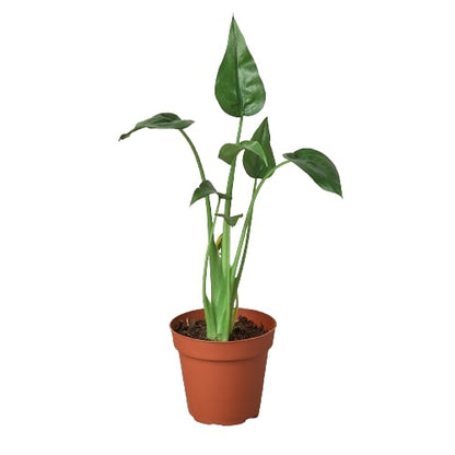Alocasia - Tiny Dancer Green Memento