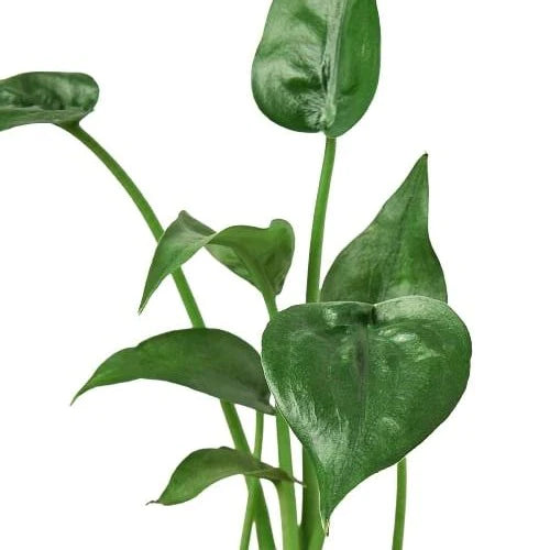 Alocasia - Tiny Dancer Green Memento