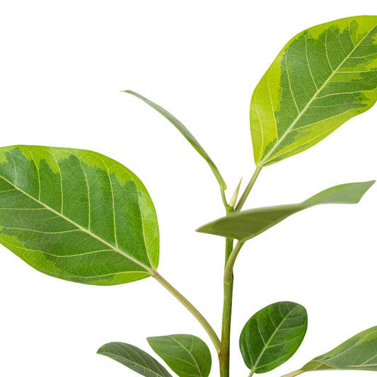 Ficus - Ginseng Green Memento