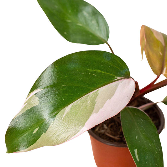 Philodendron - Pink Princess Green Memento