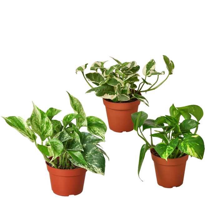 4" Ivy (Pothos) Plant Bundle + Plant Care Guide Green Memento