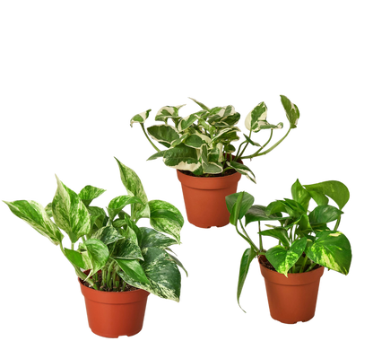 4" Ivy (Pothos) Plant Bundle + Plant Care Guide Green Memento