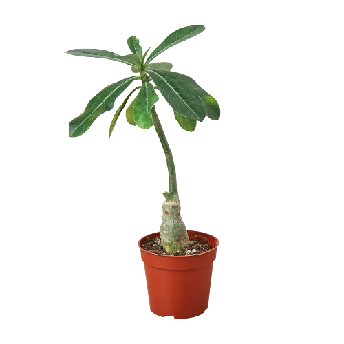 Succulent - Desert Rose (Copy) Green Memento