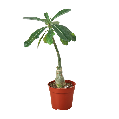 Succulent - Desert Rose (Copy) Green Memento