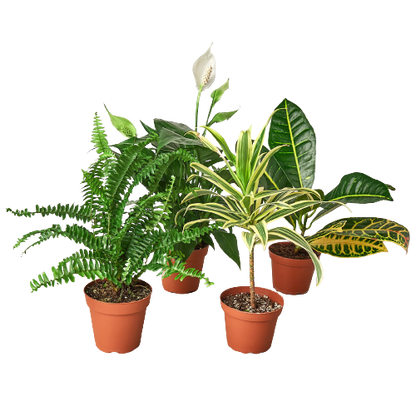 4" Air Purifying Plant Bundle (Copy) Green Memento