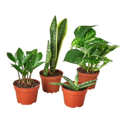 4" Easy Care Plant Bundle (Copy) Green Memento