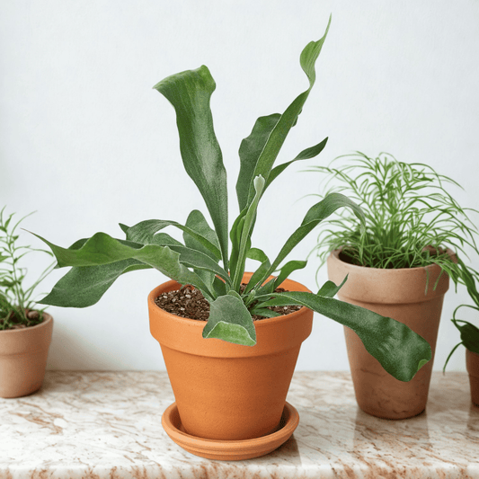 Pre-Potted Green Memento
