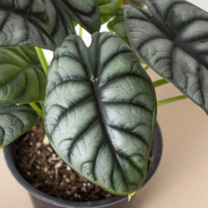 Alocasia - Silver Dragon (Copy) Green Memento