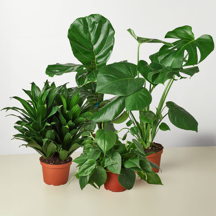 4" Best Sellers Plant Bundle Green Memento