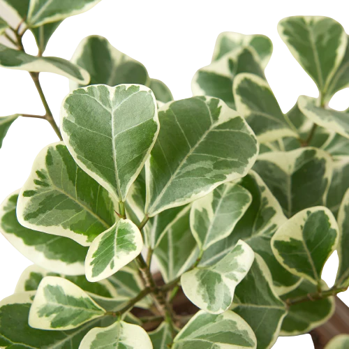 Ficus Plant - Moonshine Green Memento