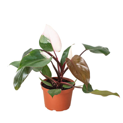 Philodendron - Pink Princess Green Memento