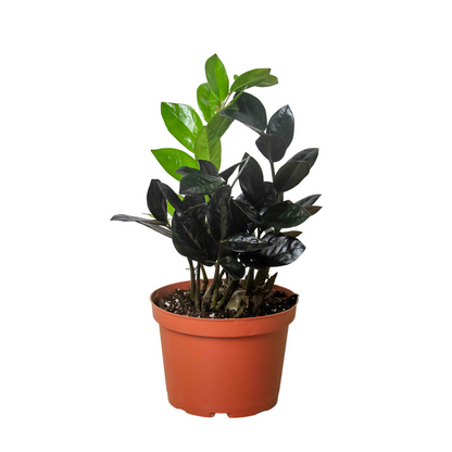 ZZ Plant - 'Black Queen' (Copy) Green Memento