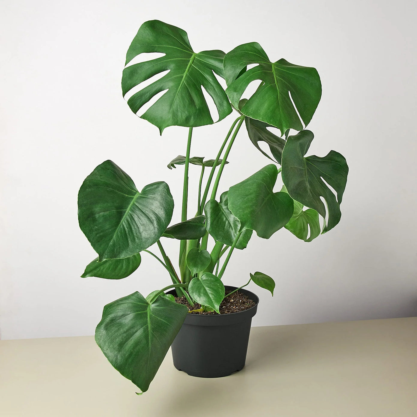 monstera plant home decor Monstera 'Split-Leaf' 6" Pot / Nursery Pot