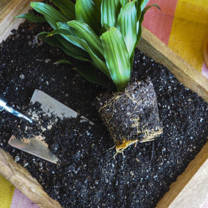Indoor Plant Potting Soil Puck Green Memento