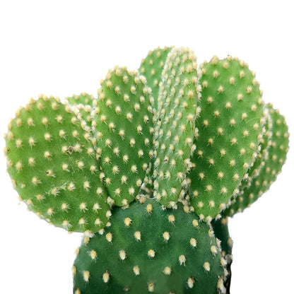 Polka-Dot Cactus (Bunny Ears) (Copy) Green Memento