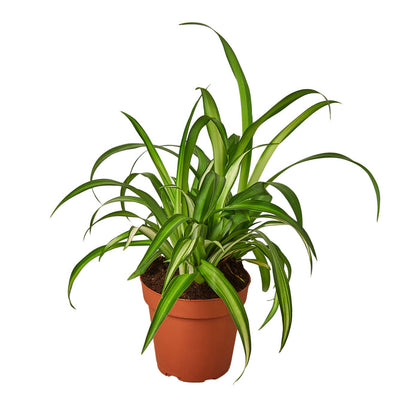 Bonnie Spider Plant Green Memento