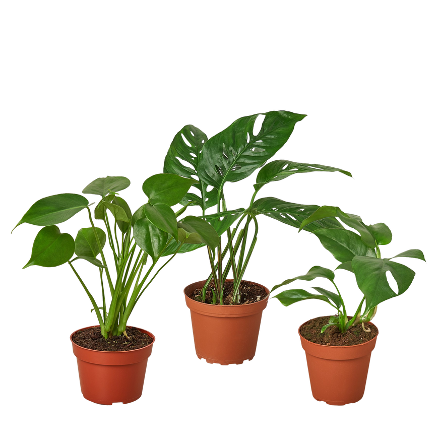 4" Monstera Plant Bundle (Copy) Green Memento