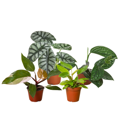 4" Air Purifying Plant Bundle (Copy) Green Memento