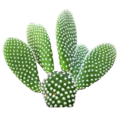 Polka-Dot Cactus (Bunny Ears) (Copy) Green Memento