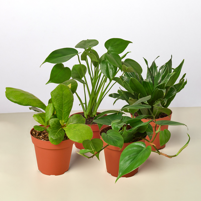 4" Best Sellers Plant Bundle Green Memento