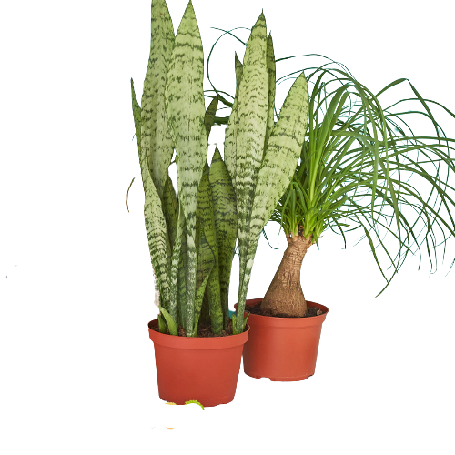 Pre-Potted Green Memento