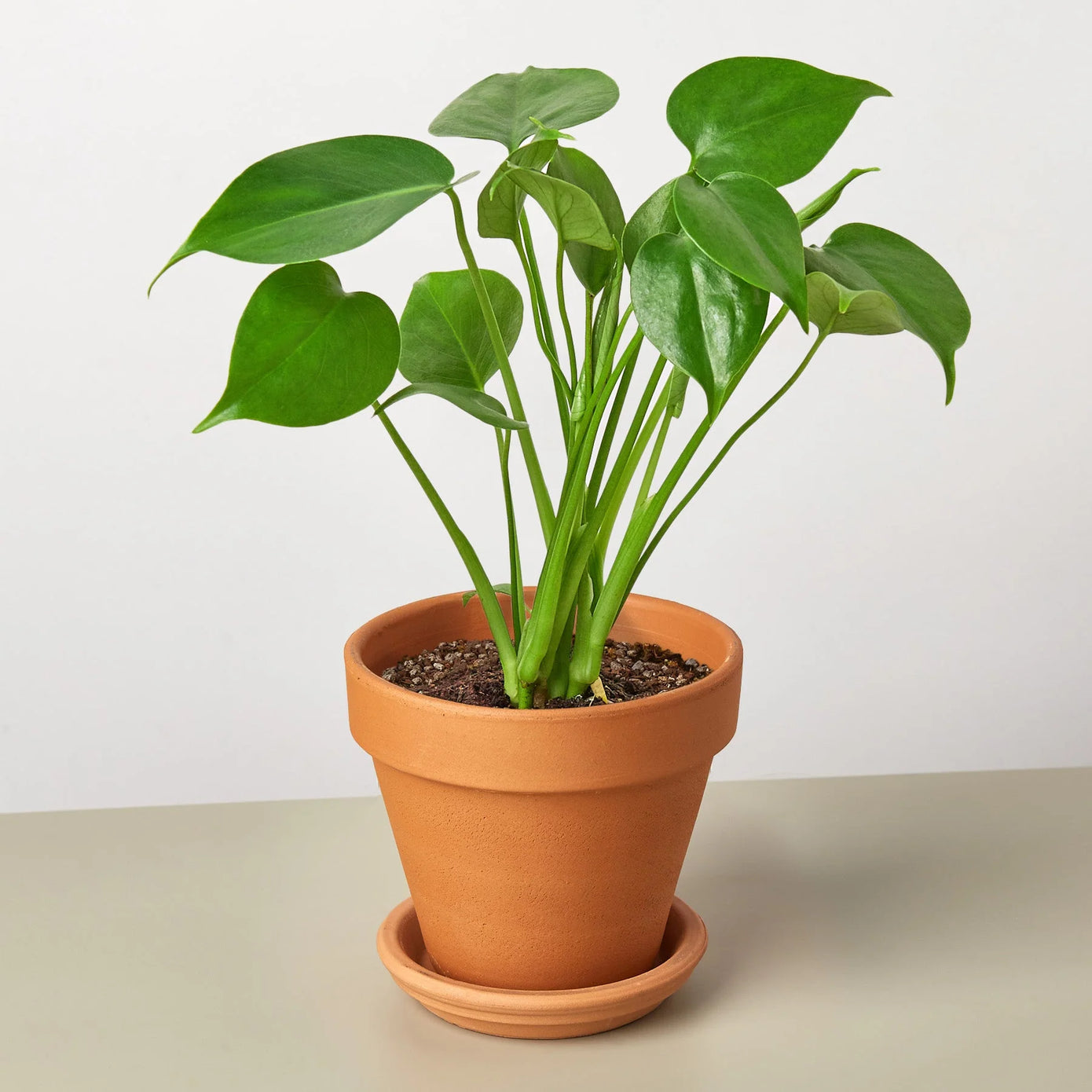 philodendron decor The Snobby Leaf | Philodendron Monstera Split-Leaf - 6 inch Pot
