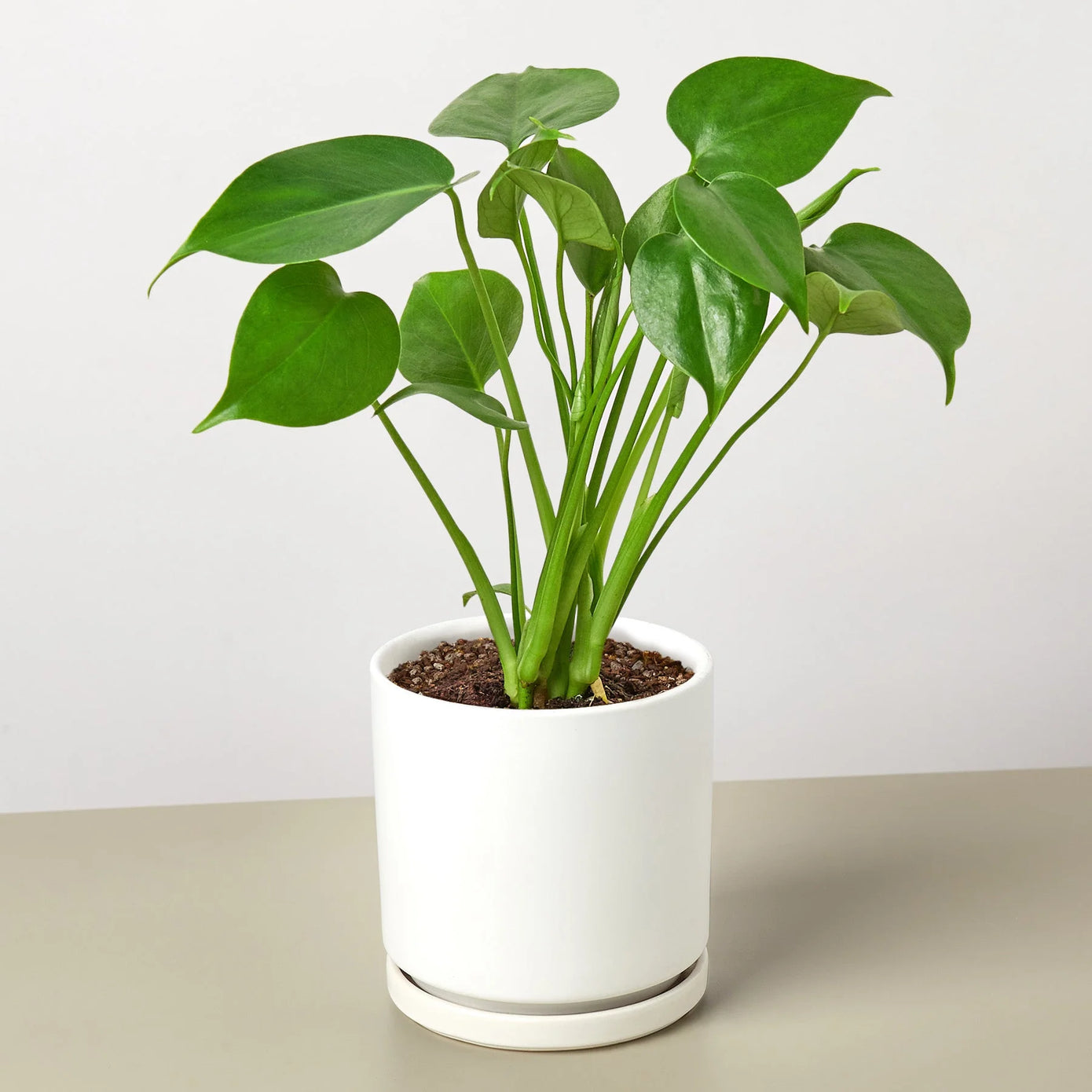 philodendron leaf decor Monstera 'Split-Leaf' 6" Pot / Nursery Pot