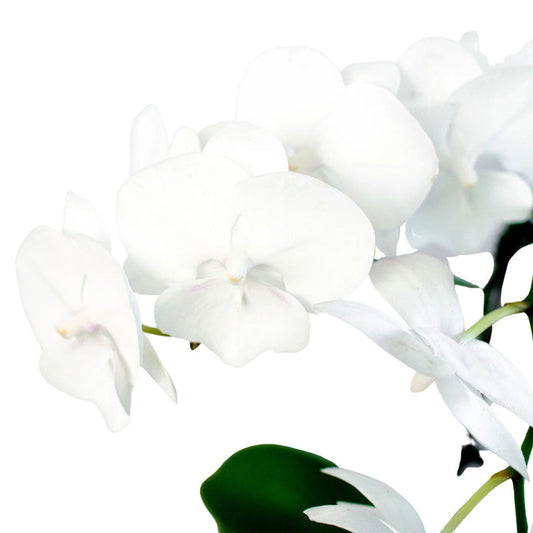 Orchid - White Phalaenopsis Green Memento