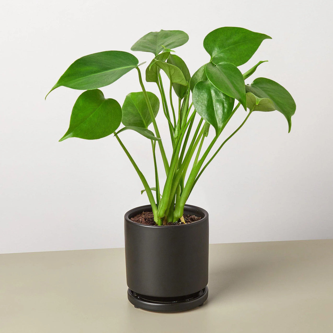 Philodendron Monstera Split-Leaf Green Memento