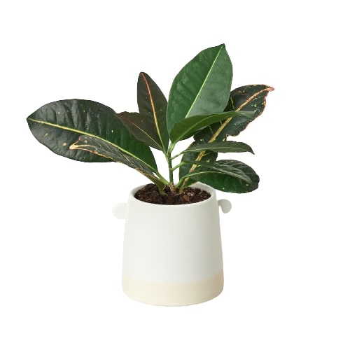 5 inch Knob Cylinder Pot Green Memento