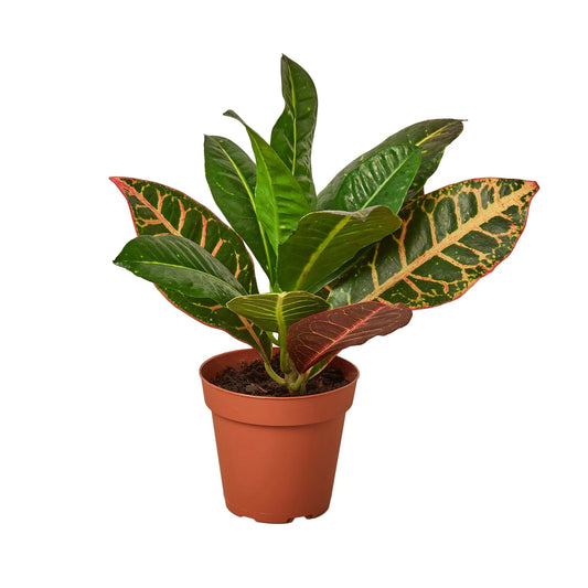 Philodendron Monstera Split-Leaf Green Memento