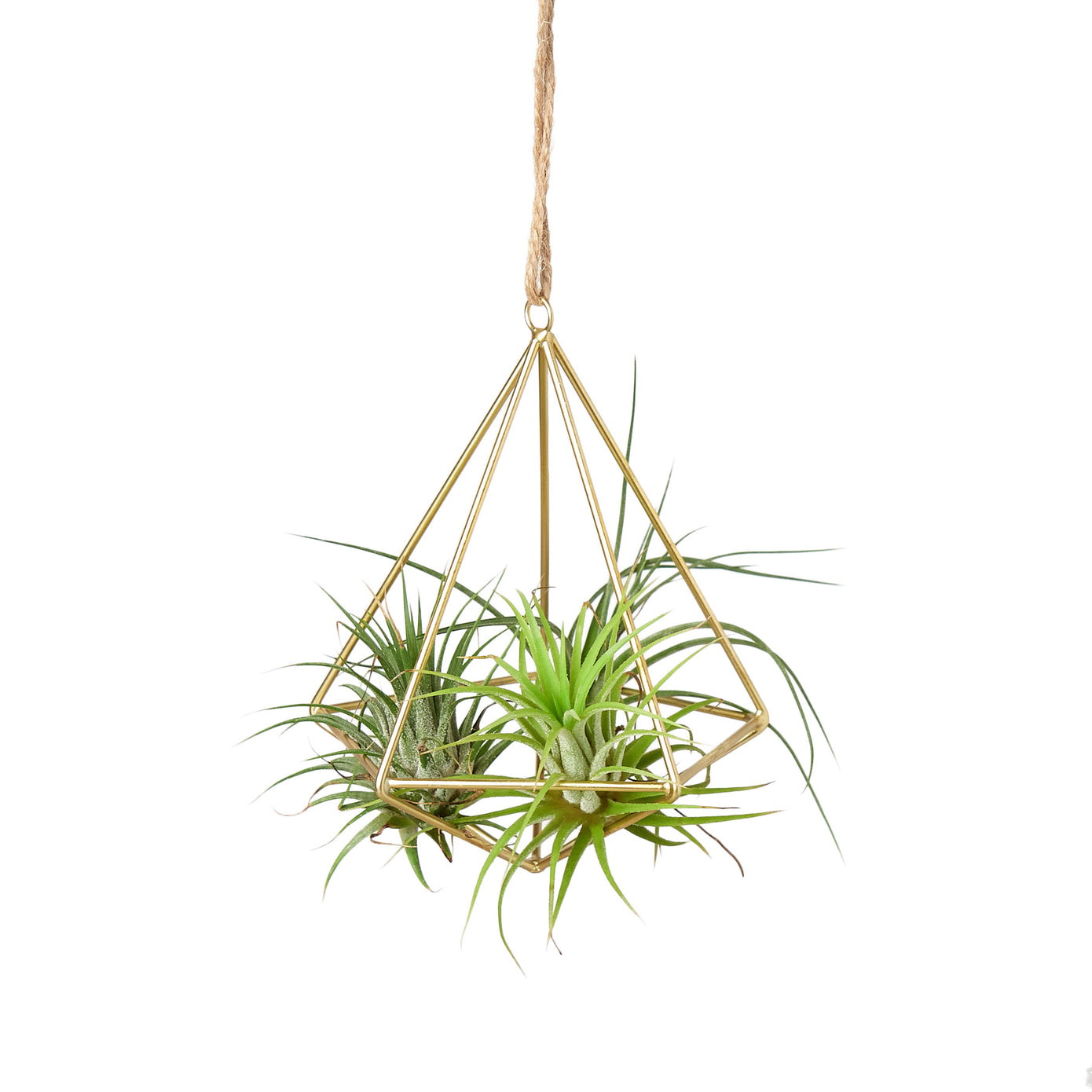 Brass Air Plant Display Hanger Green Memento