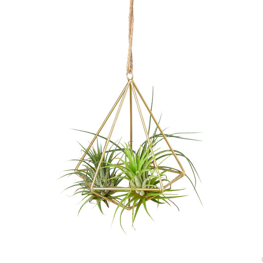 Brass Air Plant Display Hanger Green Memento
