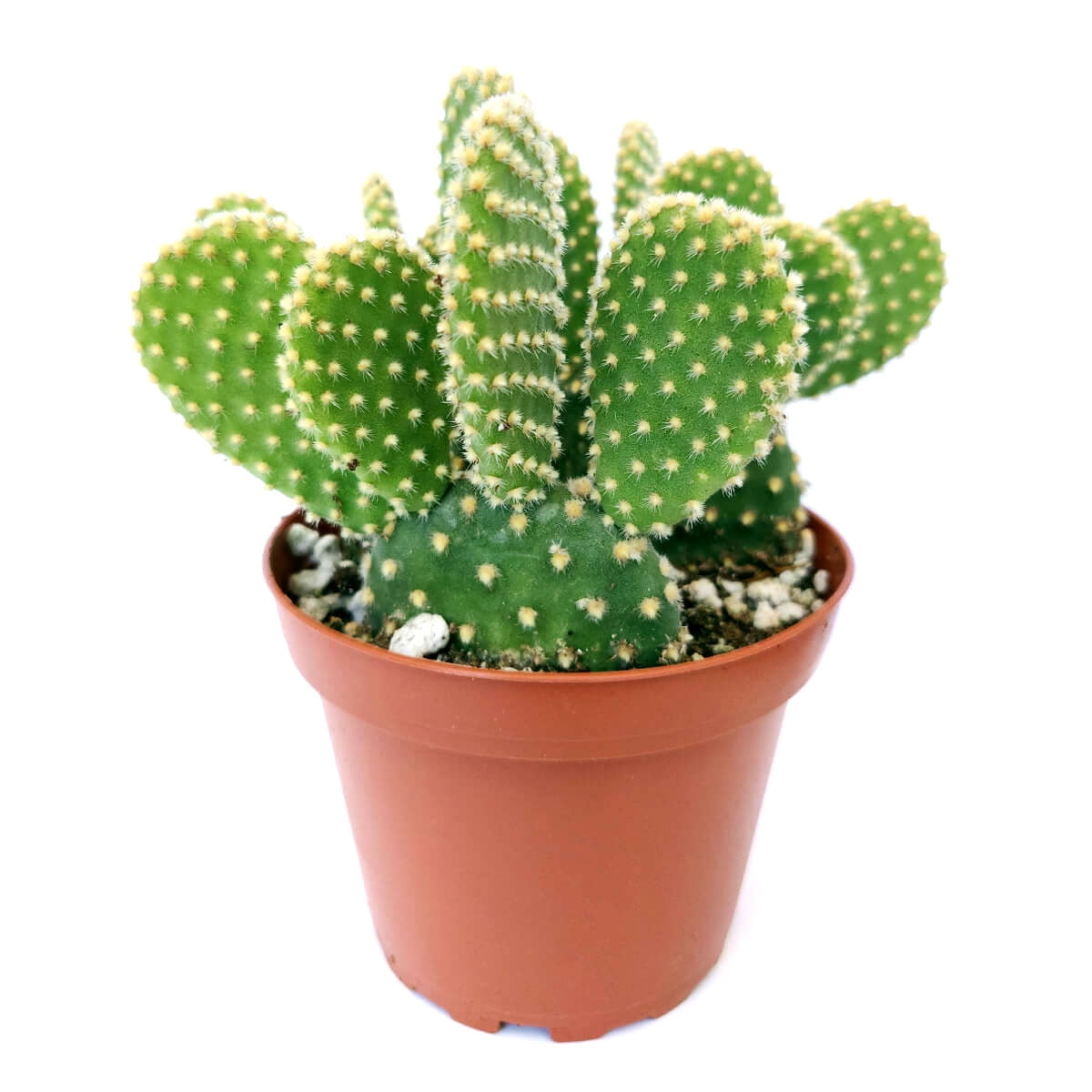 Polka-Dot Cactus (Bunny Ears) (Copy) Green Memento