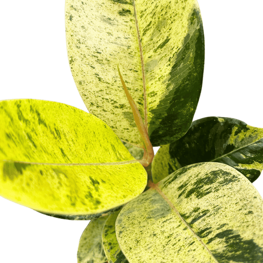 Fiddle Leaf Fig Green Memento