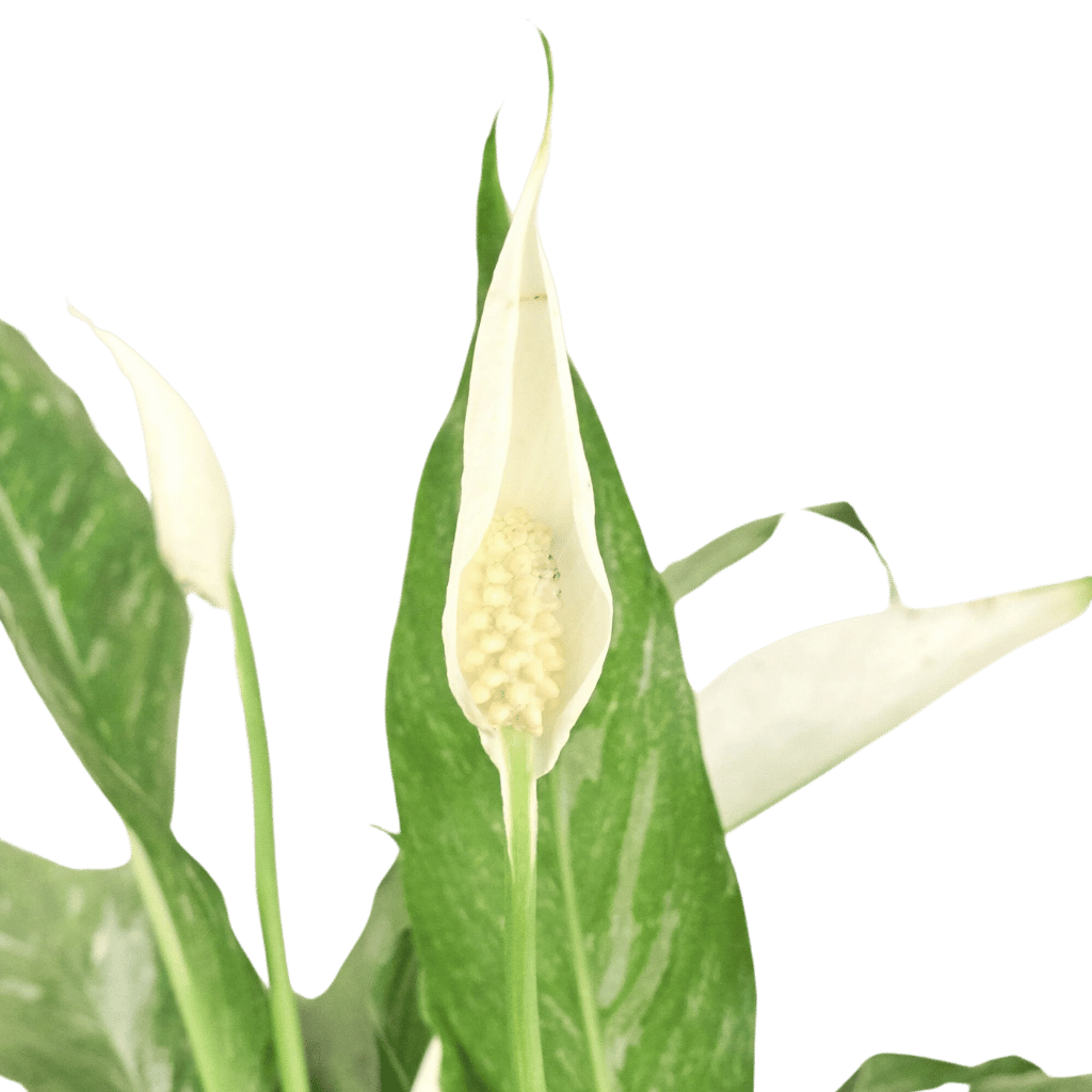 The Peace Lily (Copy) Green Memento