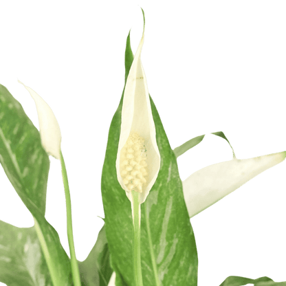 The Peace Lily (Copy) Green Memento