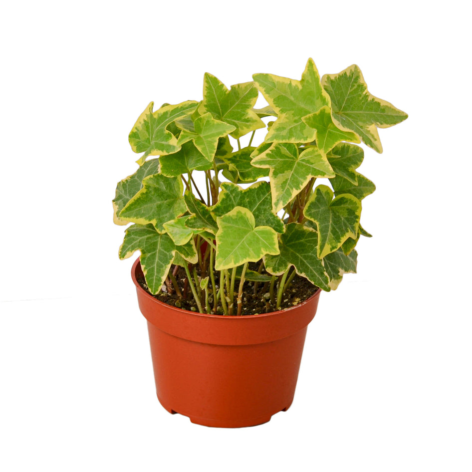 Variety Pack - 4" Ivy Plants - 2 pc. + FREE Caring Guide Green Memento