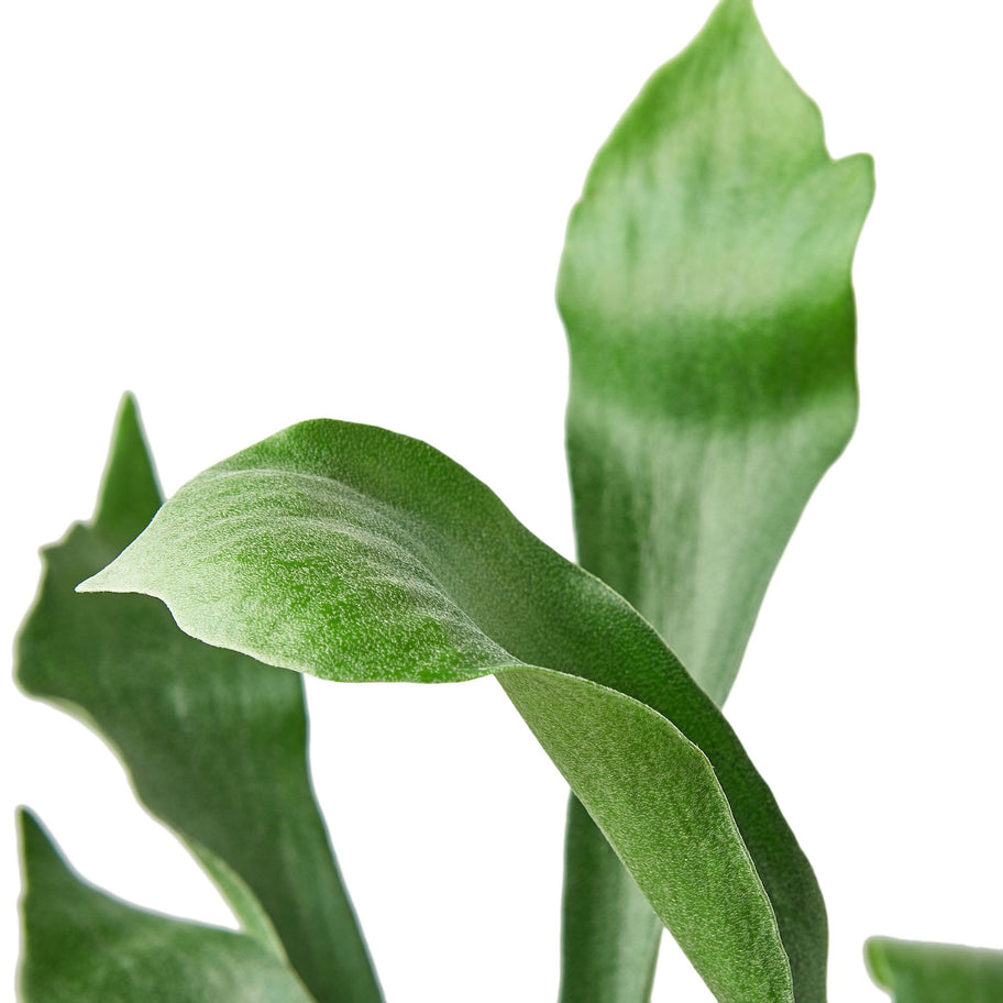 Fern - Staghorn Green Memento