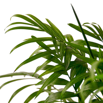 Palm Plant - Parlor Green Memento