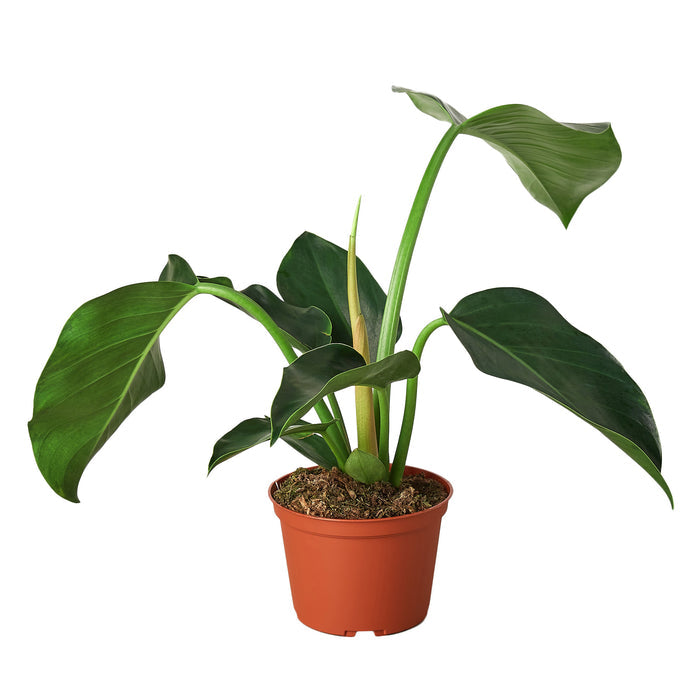 Philodendron - Congo Green Green Memento