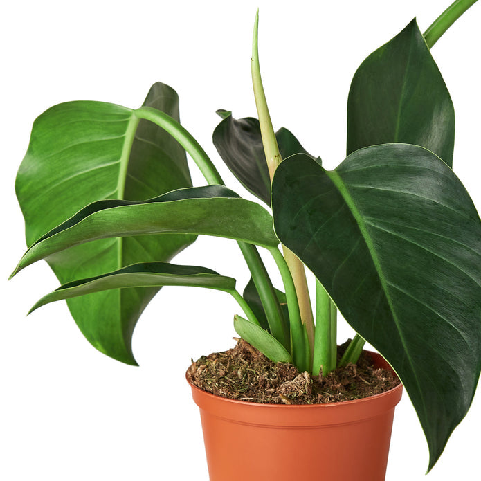 Philodendron - Congo Green Green Memento