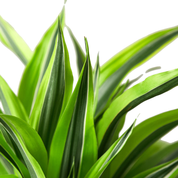 Dracaena - Lemon Surprise Green Memento