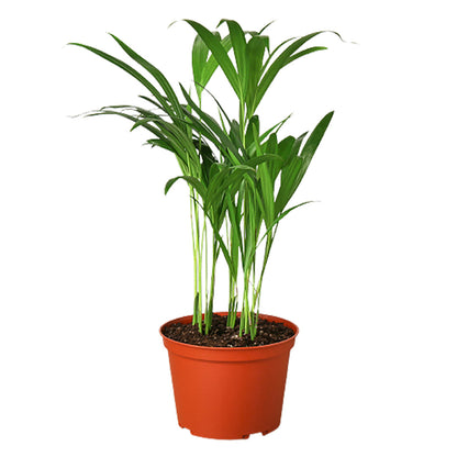 Palm Plant - Areca Green Memento