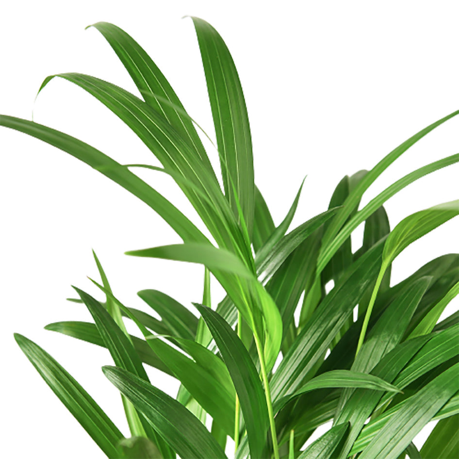 Palm Plant - Areca Green Memento