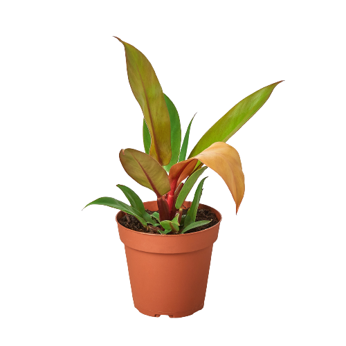 Philodendron - Prince of Orange Green Memento