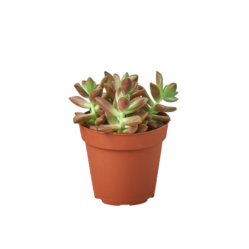 Variety Pack - 4" Succulent - 2 pc. Green Memento