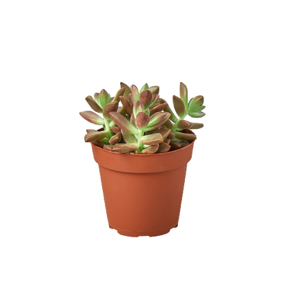 Variety Pack - 4" Succulent - 2 pc. Green Memento